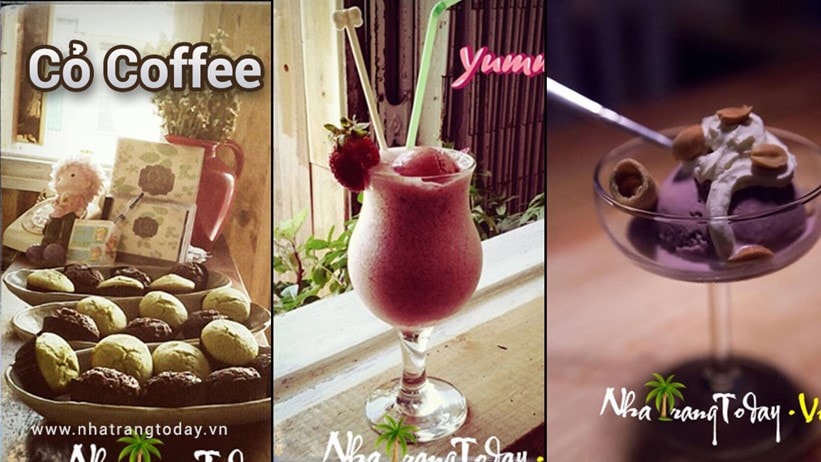 Cỏ Coffee Nha Trang