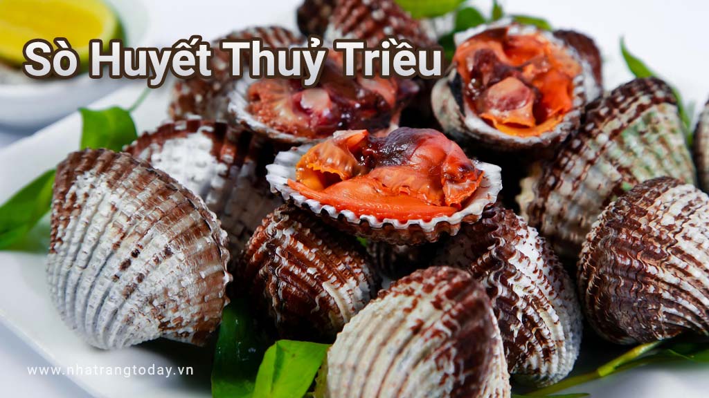 Sò huyết thủy triều Nha Trang